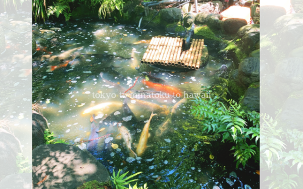 東京都港区の愛宕神社の池の鯉