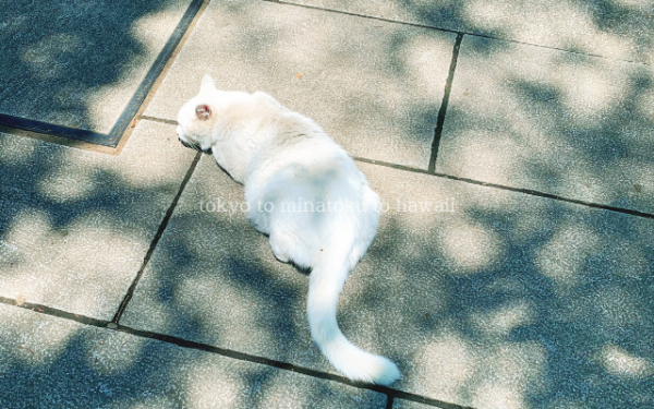 東京都港区の愛宕神社の境内にいる白い猫の後ろ姿