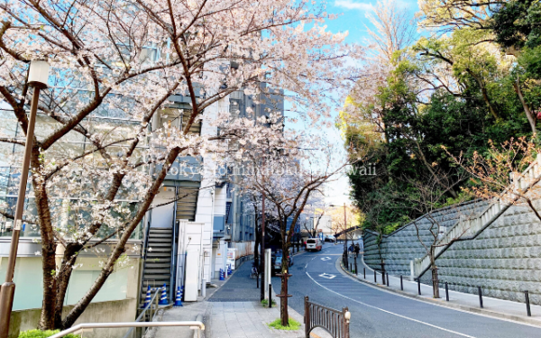 東京都千代田区の日枝神社を囲むようにある山王坂と桜の木