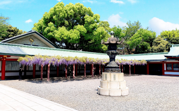 東京都千代田区の日枝神社の境内にある藤棚の藤の花