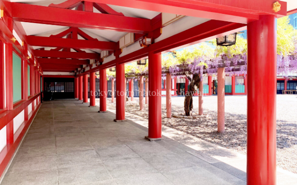 東京都千代田区の日枝神社の境内の藤棚の藤の花