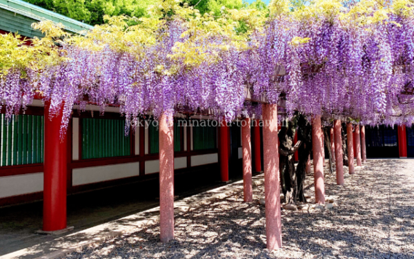 東京都千代田区の日枝神社の境内の藤棚の藤の花