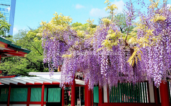 東京都千代田区の日枝神社の境内の藤の花