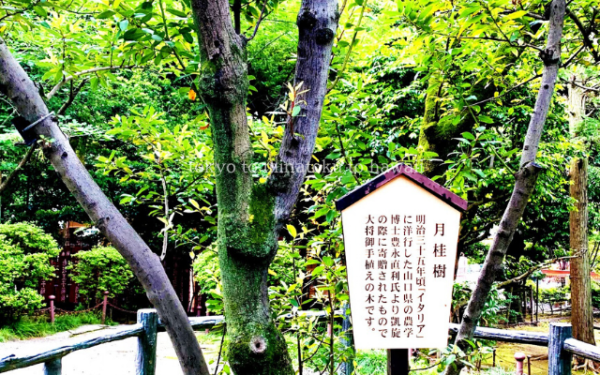東京都港区赤坂にある乃木公園の旧乃木希典邸にある月桂樹