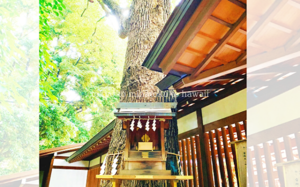 東京都港区赤坂にある乃木神社の雷神木